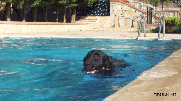 Fizyopet Köpek Oteli'nde jakuzi keyfi